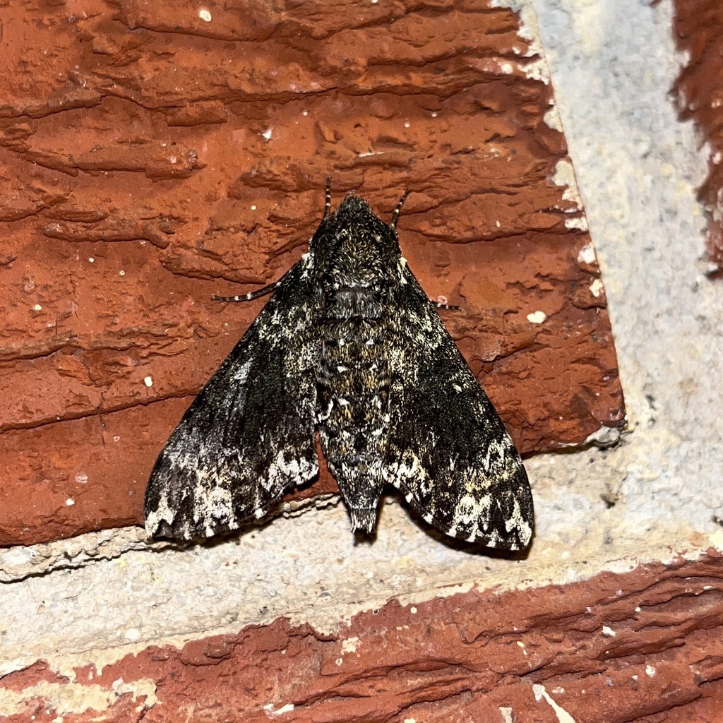Pawpaw Sphinx from Sunset Dr, Norman, OK, US on August 22, 2023 at 10: ...
