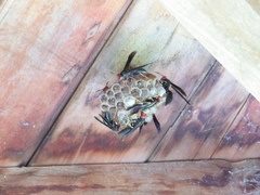 Polistes erythrocephalus
