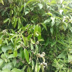 Nectandra