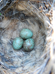 Cercotrichas coryphoeus