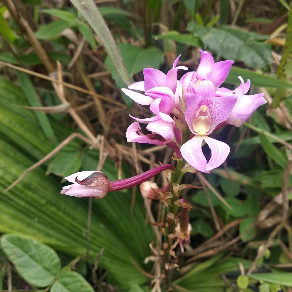 Govenia vilcabambana