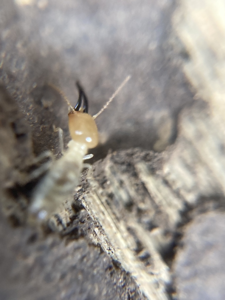 Protocapritermes krisiformis