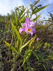 Sobralia violacea, photograph (c) Henrry, some rights reserved (CC BY)