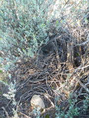 Cercotrichas coryphoeus