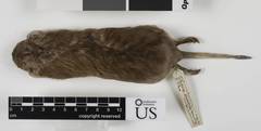 Desert Pocket Gopher photo 2