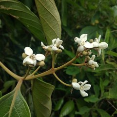 Nectandra