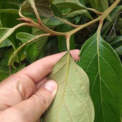 Nectandra