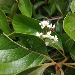 Nectandra