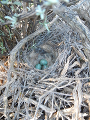 Cercotrichas coryphoeus
