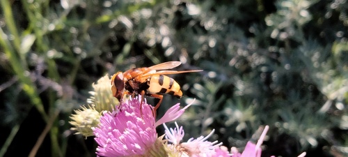 Lesser Hornet Hoverfly, Leh (Ladakh), Jammu and Kashmir, India, photo 6 of 10