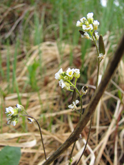 Draba glabella
