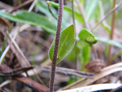 Draba glabella