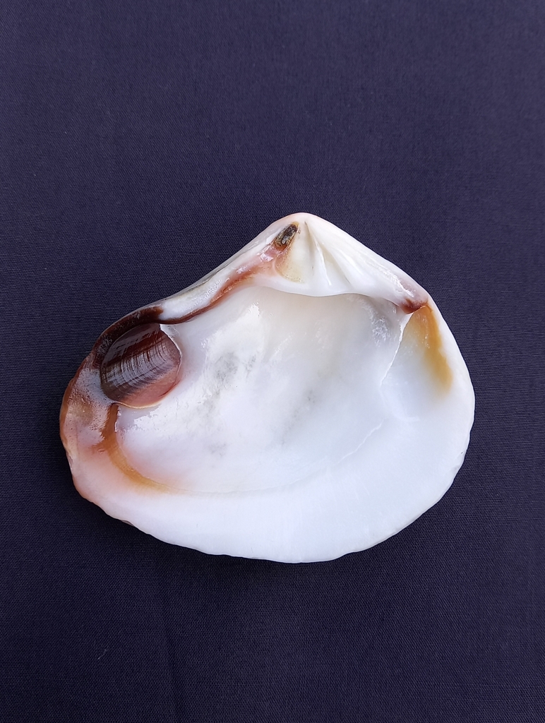 King Island Crassatella