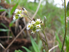 Draba glabella
