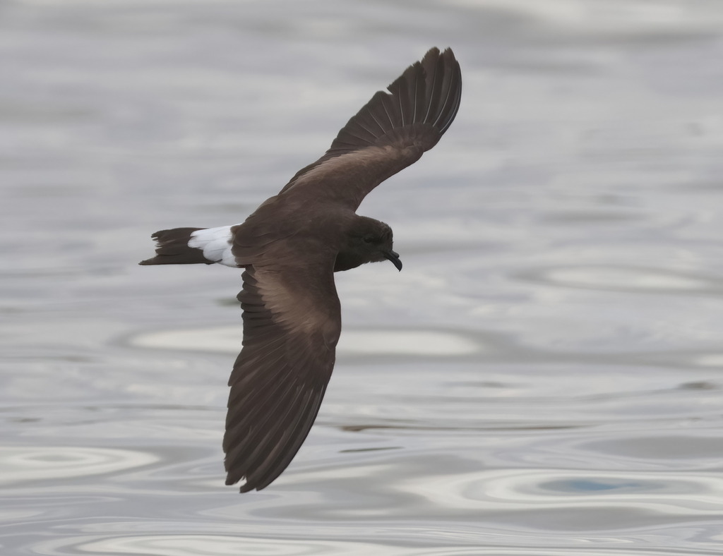 Wedge-rumped Storm-Petrel (Hydrobates tethys) photo