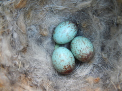 Cercotrichas coryphoeus