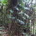 Philodendron elegans - Photo 由 Sandra Rtpo 所上傳的 (c) Sandra Rtpo，保留部份權利CC BY-NC-SA