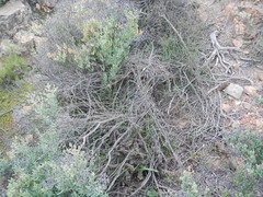 Cercotrichas coryphoeus