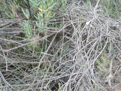 Cercotrichas coryphoeus