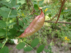 Colutea cilicica
