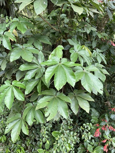 Pourouma bicolor, 2023-08-22