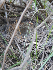 Cercotrichas coryphoeus