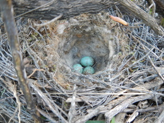 Cercotrichas coryphoeus
