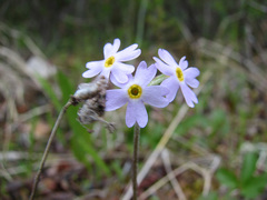 Primula mistassinica