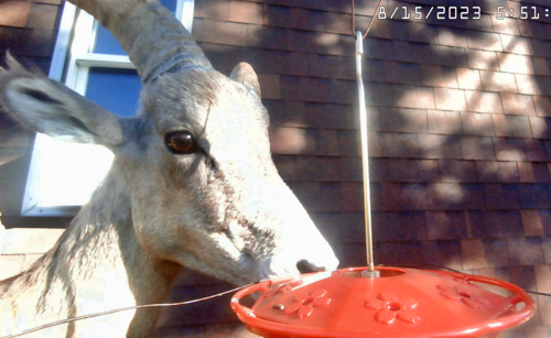 Bighorn Sheep photographed in Nebraska