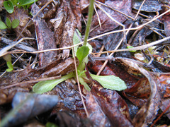 Primula mistassinica