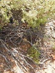 Cercotrichas coryphoeus