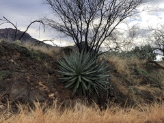 Agave palmeri