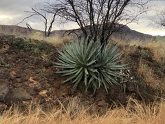 Agave palmeri