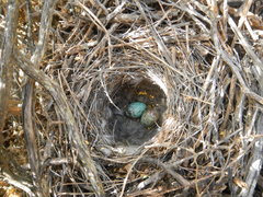 Cercotrichas coryphoeus
