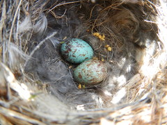 Cercotrichas coryphoeus