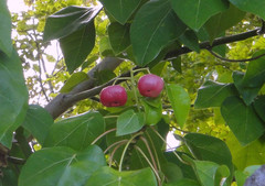 Hernandia nymphaeifolia