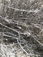 Cercotrichas coryphoeus