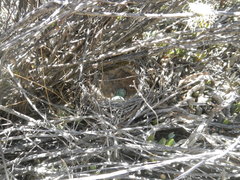 Cercotrichas coryphoeus