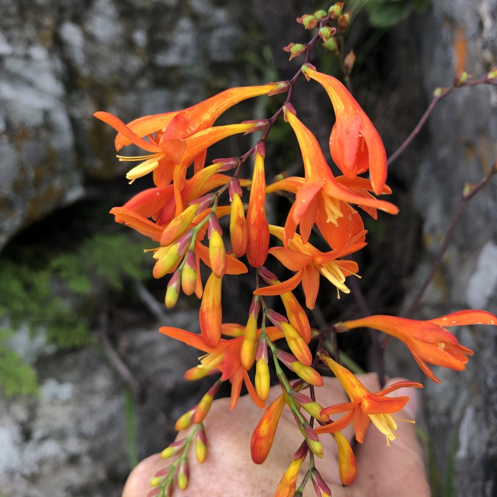 Mathews' Montbretia