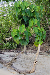 Hernandia nymphaeifolia