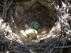 Cercotrichas coryphoeus