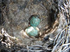 Cercotrichas coryphoeus