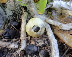 Hernandia nymphaeifolia