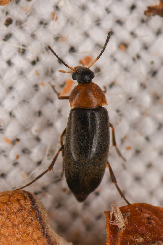 Anaspis collaris