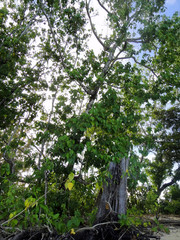 Hernandia nymphaeifolia