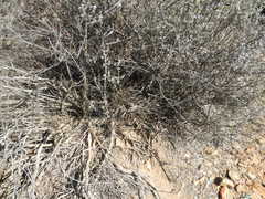 Cercotrichas coryphoeus