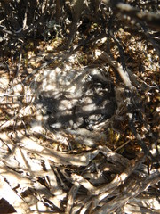 Cercotrichas coryphoeus