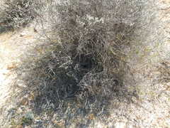 Cercotrichas coryphoeus