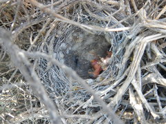 Cercotrichas coryphoeus