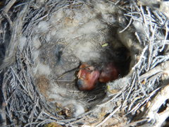 Cercotrichas coryphoeus